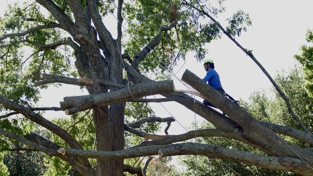 Professional Crown Thinning performed by certified arborists in Ernest