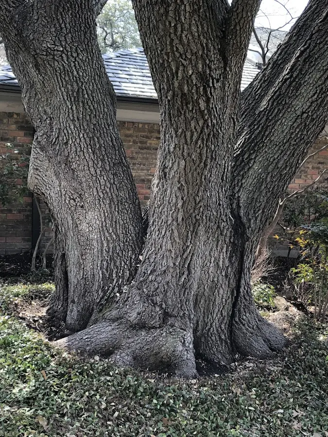 Mature heritage tree close to a Ernest property cared for by certified arborists