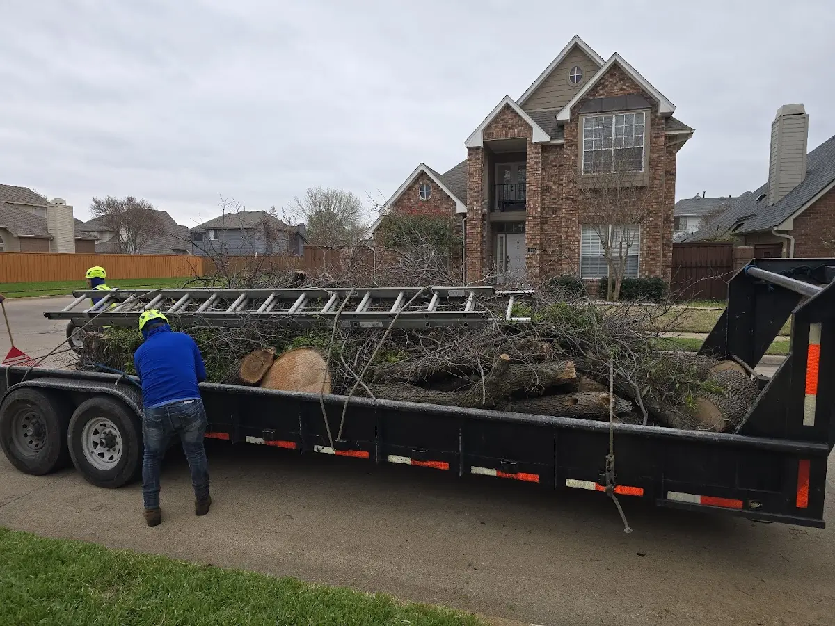 Expert Tree Removal with proper safety equipment in Ernest